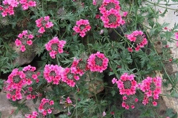 Verbena St. Paul Pink Live Plants - Pack of 2, 5-9" Tall, Outdoor - Image 3