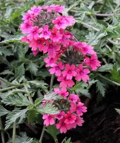 Verbena St. Paul Pink Live Plants - Pack of 2, 5-9