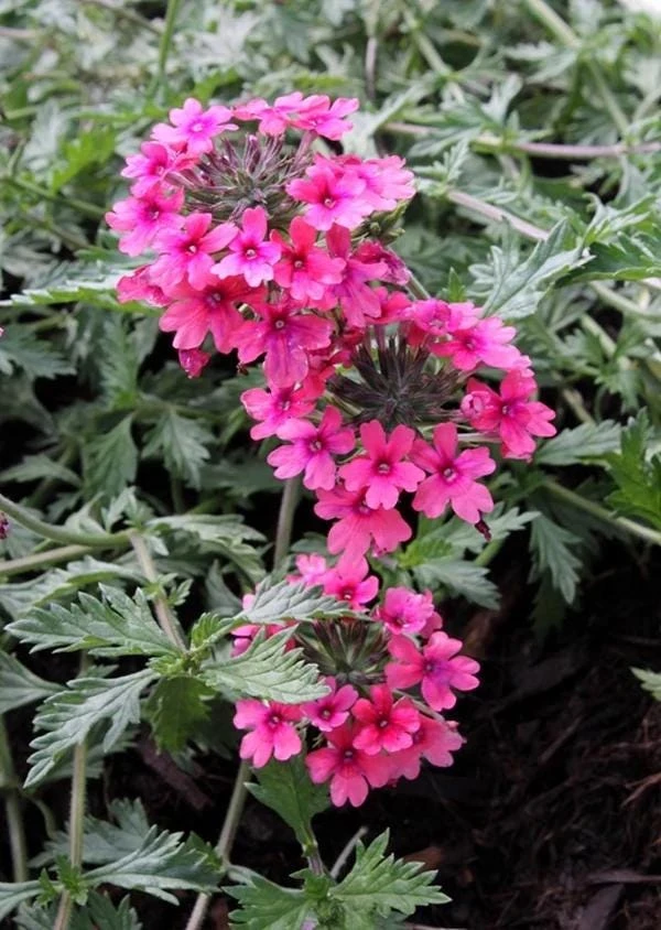 Verbena St. Paul Pink Live Plants - Pack of 2, 5-9" Tall, Outdoor - Image 4