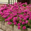 Verbena St. Paul Pink Live Plants - Pack of 2, 5-9" Tall, Outdoor - Image 1