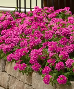 Verbena St. Paul Pink Live Plants - Pack of 2, 5-9" Tall, Outdoor - Image 1
