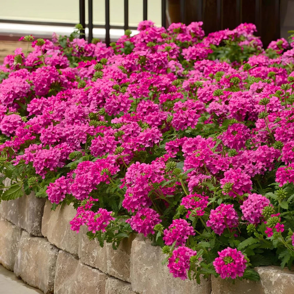 Verbena St. Paul Pink Live Plants - Pack of 2, 5-9" Tall, Outdoor - Image 1