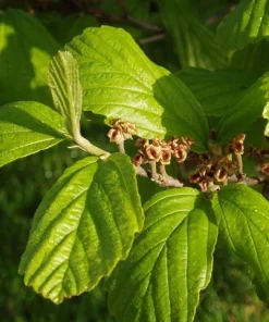 Vernal Witch Hazel Live Plant (Hamamelis vernalis) Native Fragrant Shrub 6-12" Tall in 3.5" Pot - Image 2