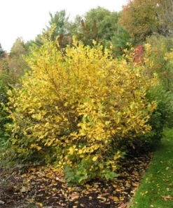 Vernal Witch Hazel Live Plant (Hamamelis vernalis) Native Fragrant Shrub 6-12