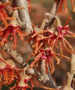 Vernal Witch Hazel Live Plant (Hamamelis vernalis) Native Fragrant Shrub 6-12