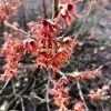 Vernal Witch Hazel Live Plant (Hamamelis vernalis) Native Fragrant Shrub 6-12" Tall in 3.5" Pot - Image 1