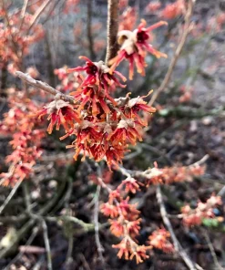 Vernal Witch Hazel Live Plant (Hamamelis vernalis) Native Fragrant Shrub 6-12" Tall in 3.5" Pot - Image 1