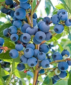 Vernon Blueberry Live Plant - Healthy 2 Year Old Bush - Outdoor - Image 2