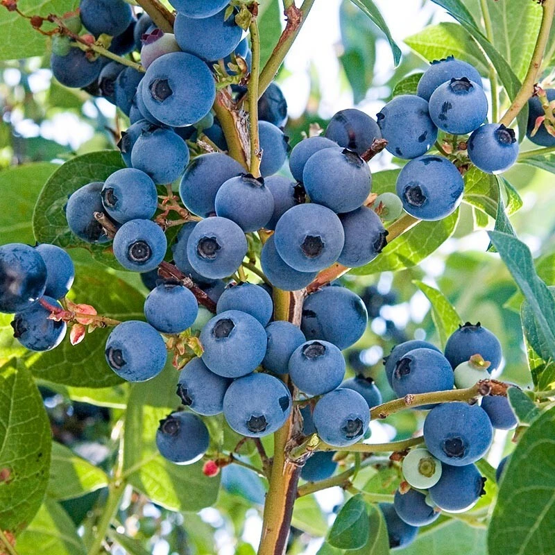 Vernon Blueberry Live Plant - Healthy 2 Year Old Bush - Outdoor - Image 2