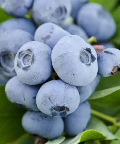 Vernon Blueberry Live Plant - Healthy 2 Year Old Bush - Outdoor - Image 3