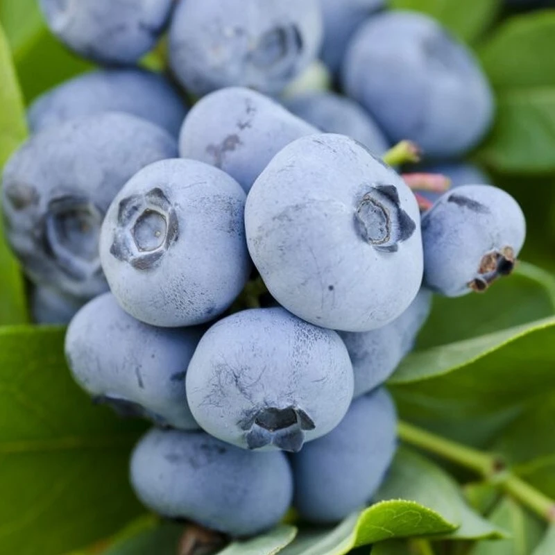 Vernon Blueberry Live Plant - Healthy 2 Year Old Bush - Outdoor - Image 3