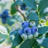 Vernon Blueberry Live Plant - Healthy 2 Year Old Bush - Outdoor - Image 1