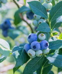 Vernon Blueberry Live Plant - Healthy 2 Year Old Bush - Outdoor - Image 1