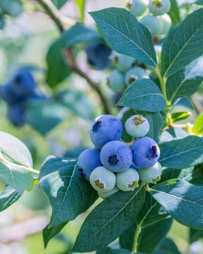 Vernon Blueberry Live Plant - Healthy 2 Year Old Bush - Outdoor - Image 1