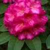 Very Berry Rhododendron Live Plant – Rose Red Flowers – 2 Gallon Container – Outdoor Shrub - Image 1