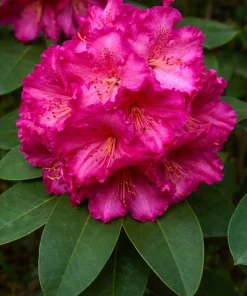 Very Berry Rhododendron Live Plant – Rose Red Flowers – 2 Gallon Container – Outdoor Shrub - Image 1