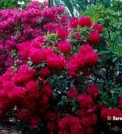 Very Berry Rhododendron Live Plant – Rose Red Flowers – 2 Gallon Container – Outdoor Shrub - Image 2