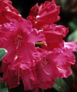 Very Berry Rhododendron Live Plant – Rose Red Flowers – 2 Gallon Container – Outdoor Shrub - Image 3