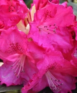 Very Berry Rhododendron Live Plant – Rose Red Flowers – 2 Gallon Container – Outdoor Shrub - Image 4