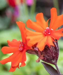 Vesuvius Campion Flower Seeds - 25 Seeds, Red Orange Blooms, Zones 3-10 - Image 2