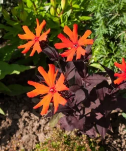 Vesuvius Campion Flower Seeds - 25 Seeds, Red Orange Blooms, Zones 3-10 - Image 3