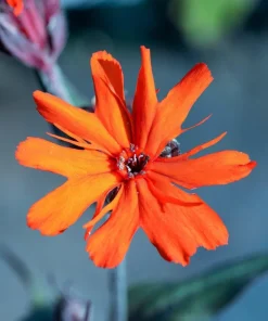 Vesuvius Campion Flower Seeds - 25 Seeds, Red Orange Blooms, Zones 3-10 - Image 4