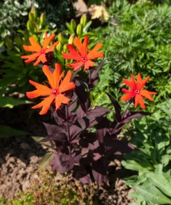 Vesuvius Campion Flower Seeds - 25 Seeds, Red Orange Blooms, Zones 3-10 - Image 6