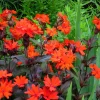 Vesuvius Campion Flower Seeds - 25 Seeds, Red Orange Blooms, Zones 3-10 - Image 1