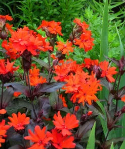 Vesuvius Campion Flower Seeds - 25 Seeds, Red Orange Blooms, Zones 3-10 - Image 1