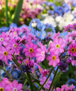 Victoria Pink Forget-Me-Not Seeds - Myosotis Alpestris - 100 Seeds - Image 2