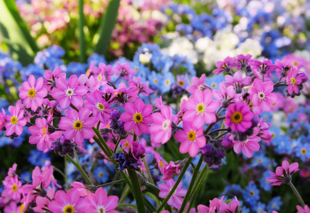 Victoria Pink Forget-Me-Not Seeds - Myosotis Alpestris - 100 Seeds - Image 2