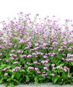 Victoria Pink Forget-Me-Not Seeds - Myosotis Alpestris - 100 Seeds - Image 3