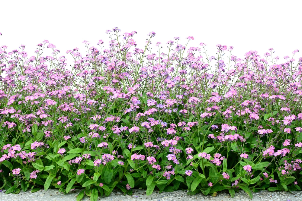 Victoria Pink Forget-Me-Not Seeds - Myosotis Alpestris - 100 Seeds - Image 3