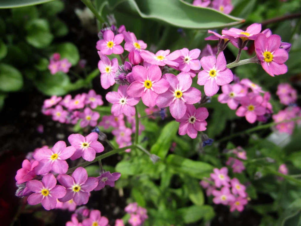 Victoria Pink Forget-Me-Not Seeds - Myosotis Alpestris - 100 Seeds - Image 4