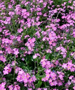 Victoria Pink Forget-Me-Not Seeds - Myosotis Alpestris - 100 Seeds - Image 5