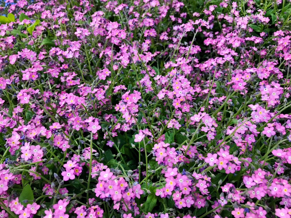 Victoria Pink Forget-Me-Not Seeds - Myosotis Alpestris - 100 Seeds - Image 5