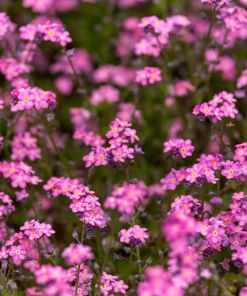 Victoria Pink Forget-Me-Not Seeds - Myosotis Alpestris - 100 Seeds - Image 6