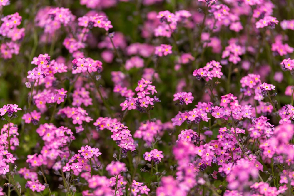 Victoria Pink Forget-Me-Not Seeds - Myosotis Alpestris - 100 Seeds - Image 6
