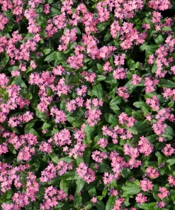 Victoria Pink Forget-Me-Not Seeds - Myosotis Alpestris - 100 Seeds - Image 7