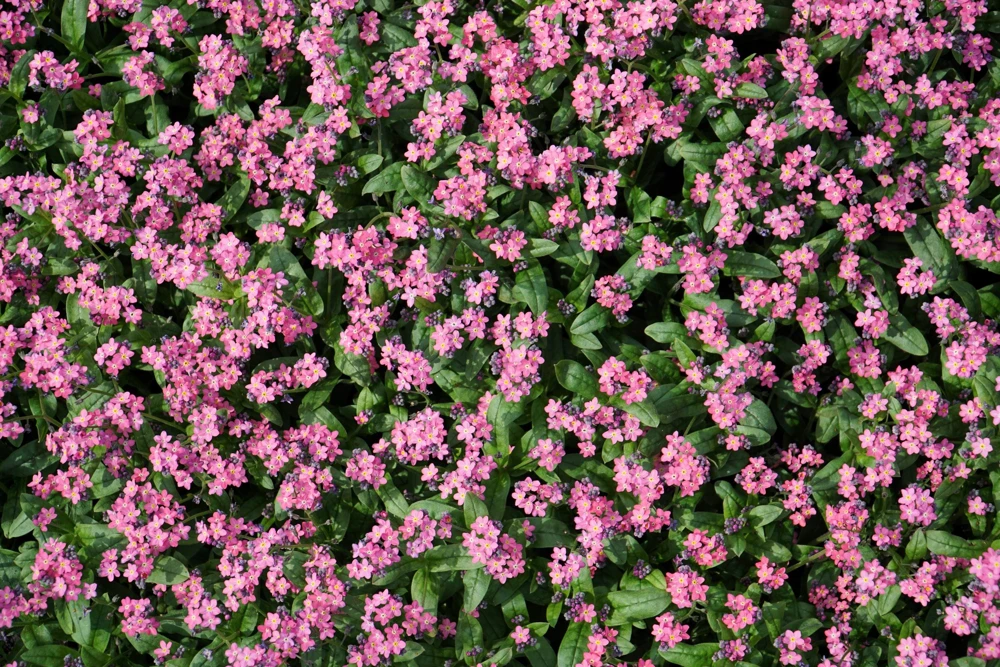 Victoria Pink Forget-Me-Not Seeds - Myosotis Alpestris - 100 Seeds - Image 7