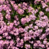 Victoria Pink Forget-Me-Not Seeds - Myosotis Alpestris - 100 Seeds - Image 1