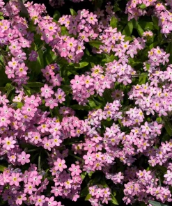 Victoria Pink Forget-Me-Not Seeds - Myosotis Alpestris - 100 Seeds - Image 1