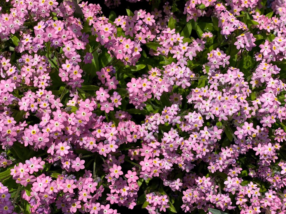 Victoria Pink Forget-Me-Not Seeds - Myosotis Alpestris - 100 Seeds - Image 1