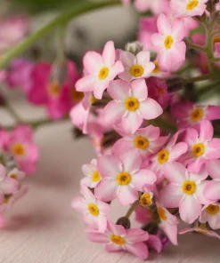 Victoria Pink Forget-Me-Not Seeds - Myosotis Alpestris - 100 Seeds - Image 8