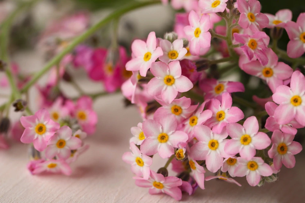 Victoria Pink Forget-Me-Not Seeds - Myosotis Alpestris - 100 Seeds - Image 8