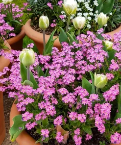 Victoria Pink Forget-Me-Not Seeds - Myosotis Alpestris - 100 Seeds - Image 9