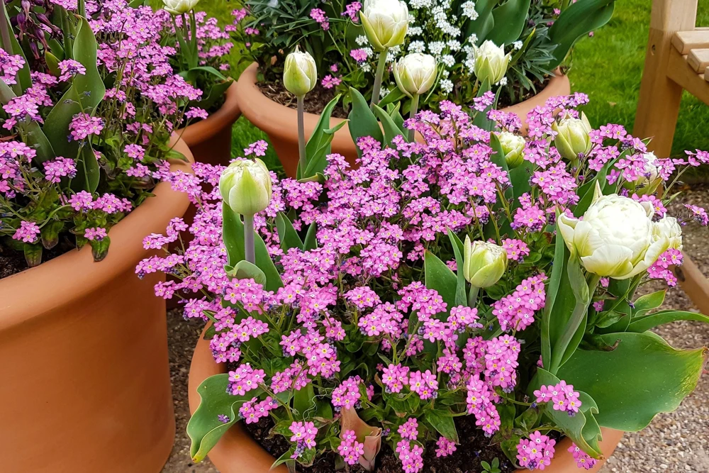 Victoria Pink Forget-Me-Not Seeds - Myosotis Alpestris - 100 Seeds - Image 9
