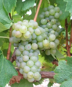 Vidal Blanc Grape Vine Plants - 2 Pack Live Wine Grapes - 1-2 Year Old Outdoor - Image 2
