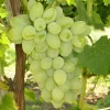 Vidal Blanc Grape Vine Plants - 2 Pack Live Wine Grapes - 1-2 Year Old Outdoor - Image 1