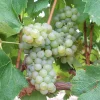 Vidal Blanc Live Wine Grape Vine Plant - 1-2 Year Old, Outdoor, Green - Image 1